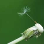 dandelion